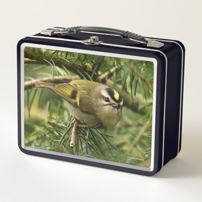 Cute Kinglet Songbird Causes a Stir in the Fir Metal Lunch Box (Front)