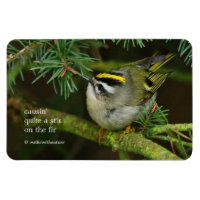 Cute Kinglet Songbird Causes Stir in the Fir