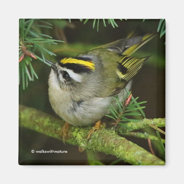 Cute Kinglet Songbird Causes Stir in the Fir Magnet (Front)