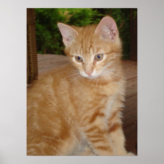 Cute Kit! Poster (Front)