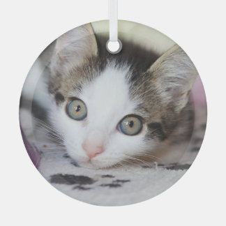 Cute Kitten 1 Photo Circle Glass Tree Decoration
