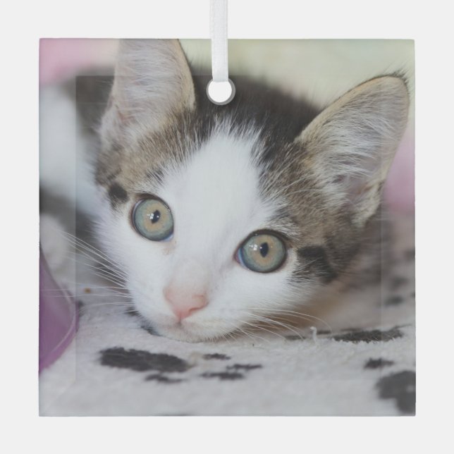 Cute Kitten 1 Photo Square Glass Tree Decoration (Front)