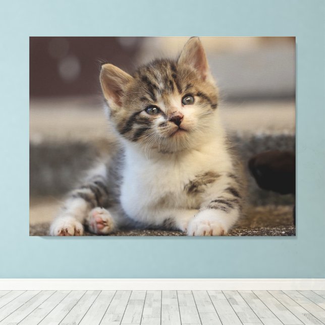 cute kitten canvas print (Insitu(Wood Floor))