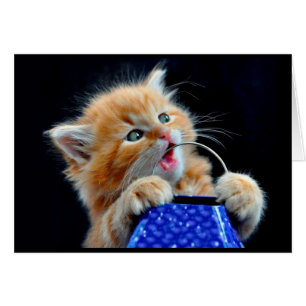 Cute kitten chewing.