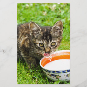 Cute kitten drinking out of a bowl stationery