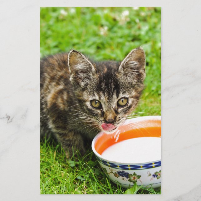 Cute kitten drinking out of a bowl stationery (Front)