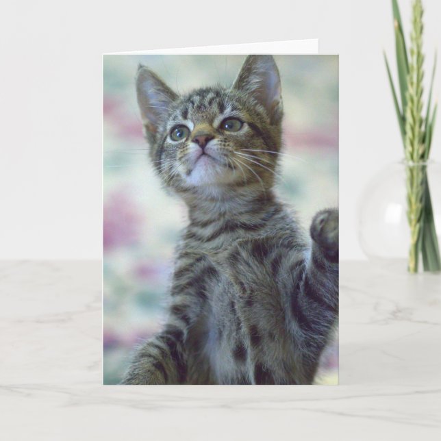 Cute Kitten Greeting Card (Front)
