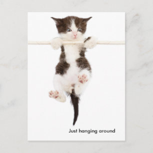 cute kitten hanging around postcard