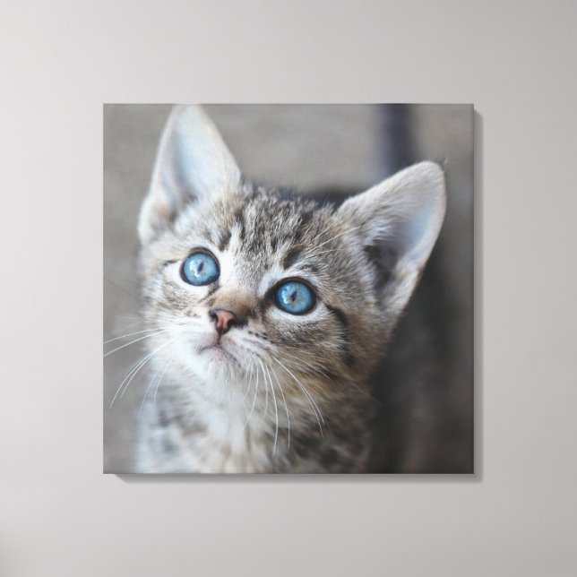 Cute Kitten In the Garden Canvas Print (Front)