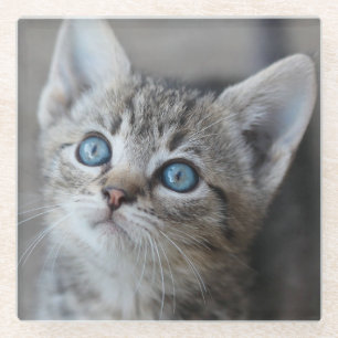 Cute Kitten In the Garden Glass Coaster