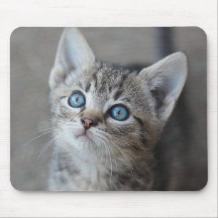 Cute Kitten In the Garden Mouse Pad