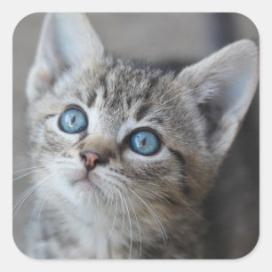 Cute Kitten In the Garden Square Sticker