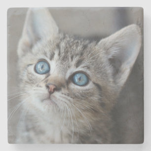 Cute Kitten In the Garden Stone Coaster