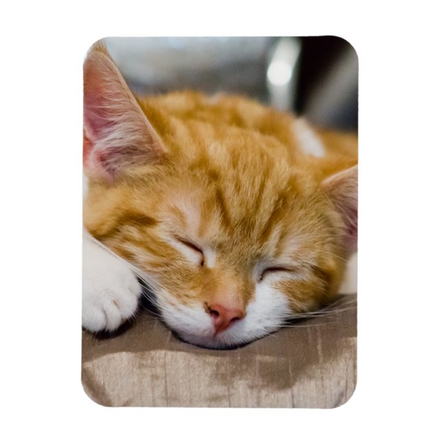 Cute Kitten Magnet (Vertical)