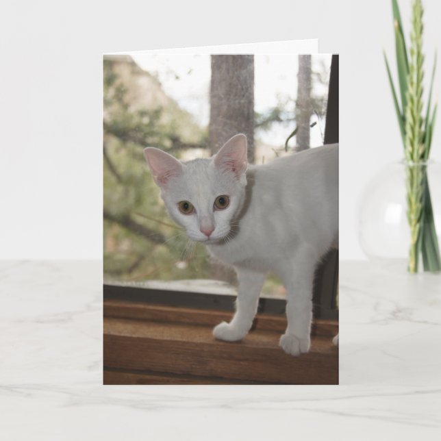 Cute Kitten Note Card (Front)