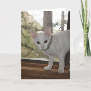 Cute Kitten Note Card