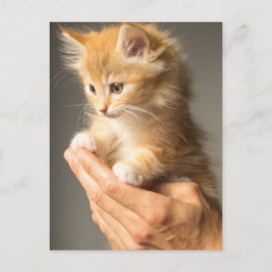 Cute Kitten on hands Postcard