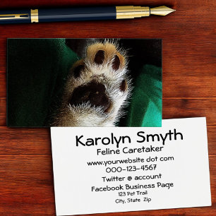 Cute Kitten Paw Pads Photography Animal Day Care