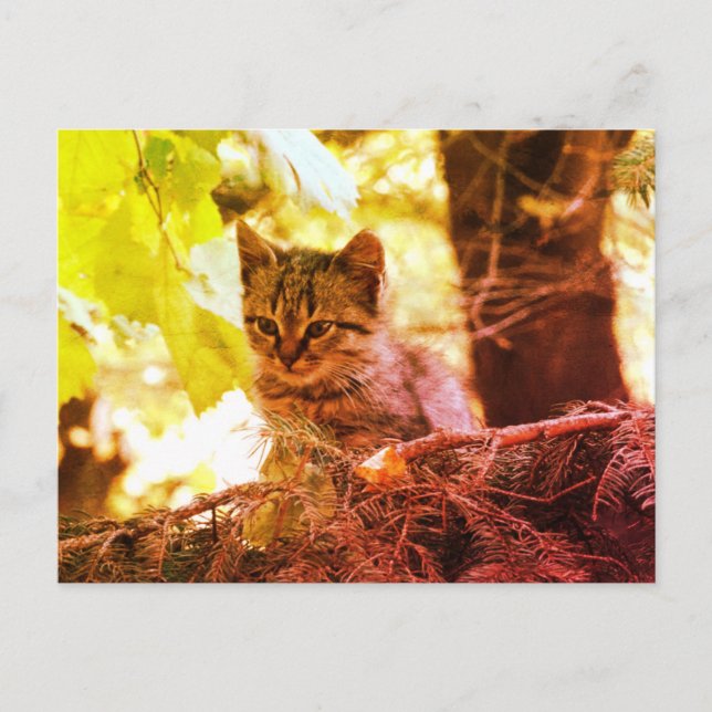 Cute Kitten Photo Postcard (Front)