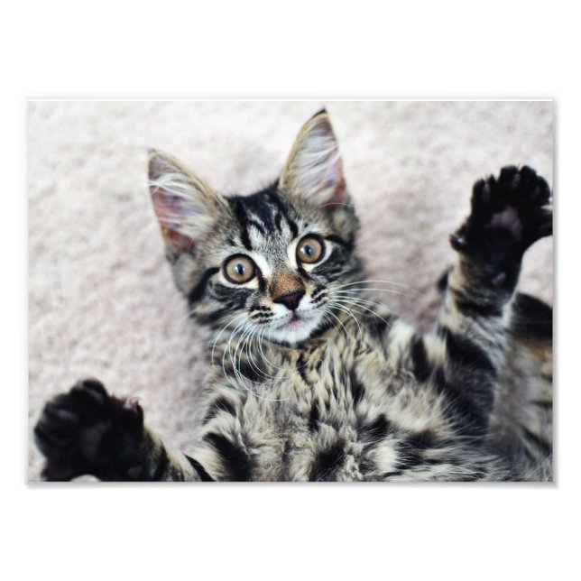 Cute Kitten Photo Print (Front)