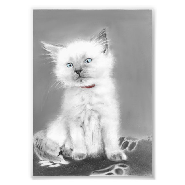 Cute Kitten picture Photo Print (Front)