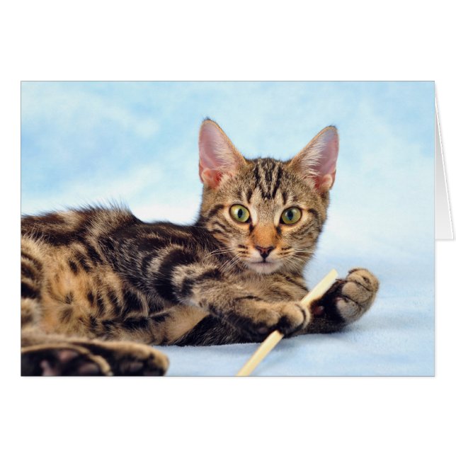 Cute kitten playing (Front Horizontal)