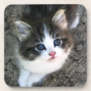 CUTE Kitten Portrait Coaster