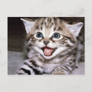Cute Kitten Postcard