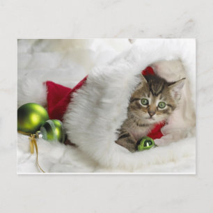 Cute Kitten Postcard