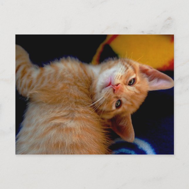 Cute Kitten Postcard (Front)