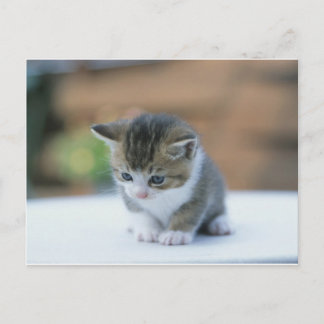 Cute Kitten Postcard
