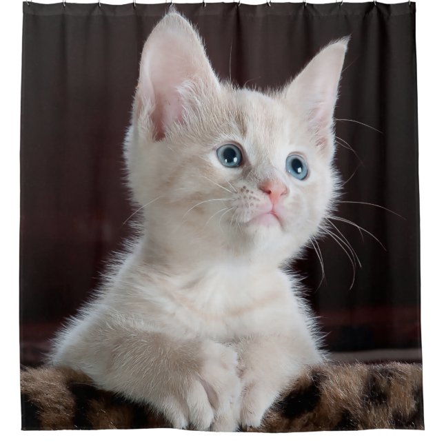 Cute Kitten Shower Curtain (Front)
