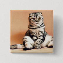 Cute Kitten Sprawled Out