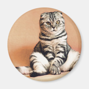 Cute Kitten Sprawled Out Magnet