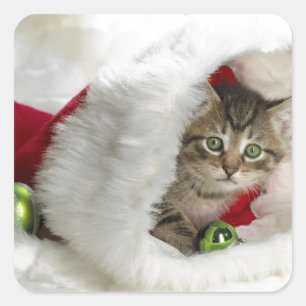 Cute Kitten Square Sticker