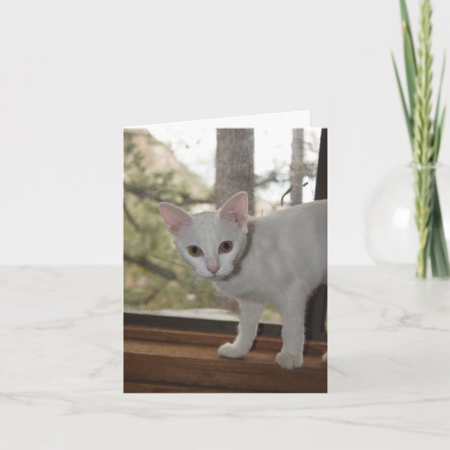 Cute Kitten Thank You Card (Front)