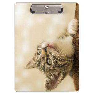 Cute Kitten with an Outstretched Paw Clipboard