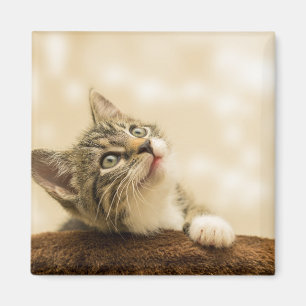 Cute Kitten with an Outstretched Paw Magnet