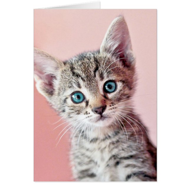 Cute kitten with blue eyes. (Front)