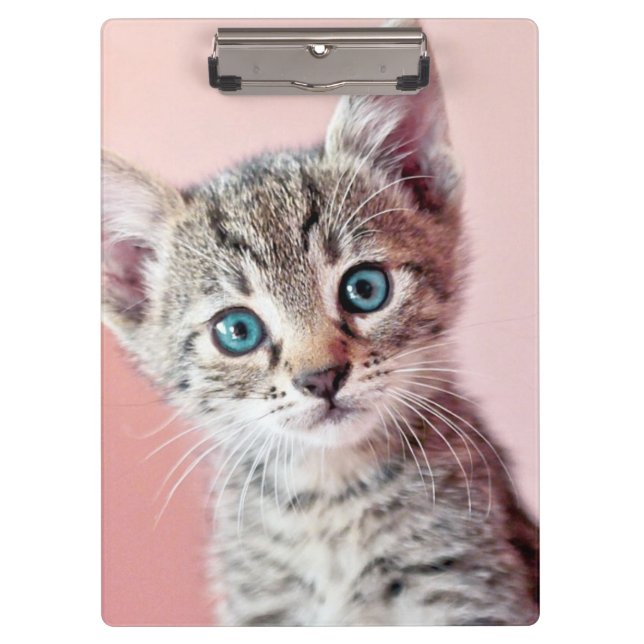 Cute kitten with blue eyes. clipboard (Front)