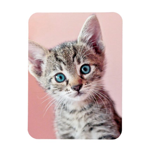 Cute kitten with blue eyes. magnet (Vertical)