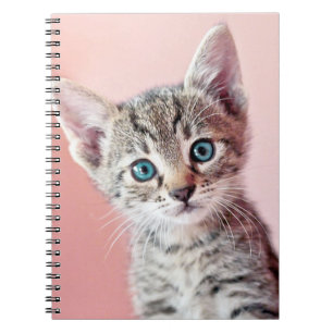 Cute kitten with blue eyes. notebook