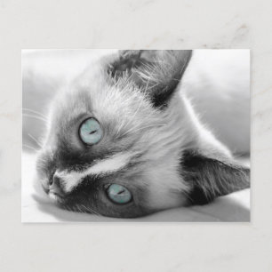 Cute Kitten with Blue-Eyes Postcard