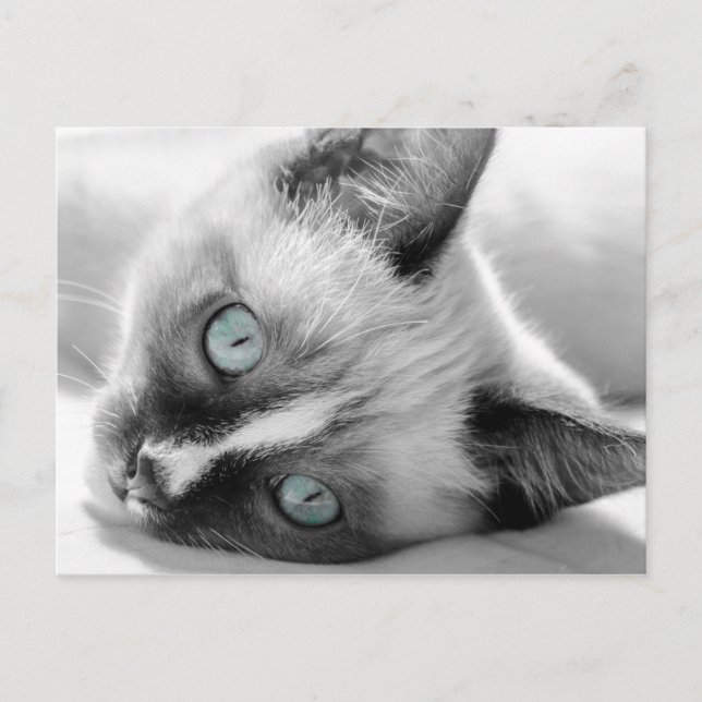 Cute Kitten with Blue-Eyes Postcard (Front)