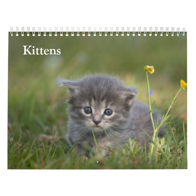 Cute Kittens 2027 Calendar (Cover)