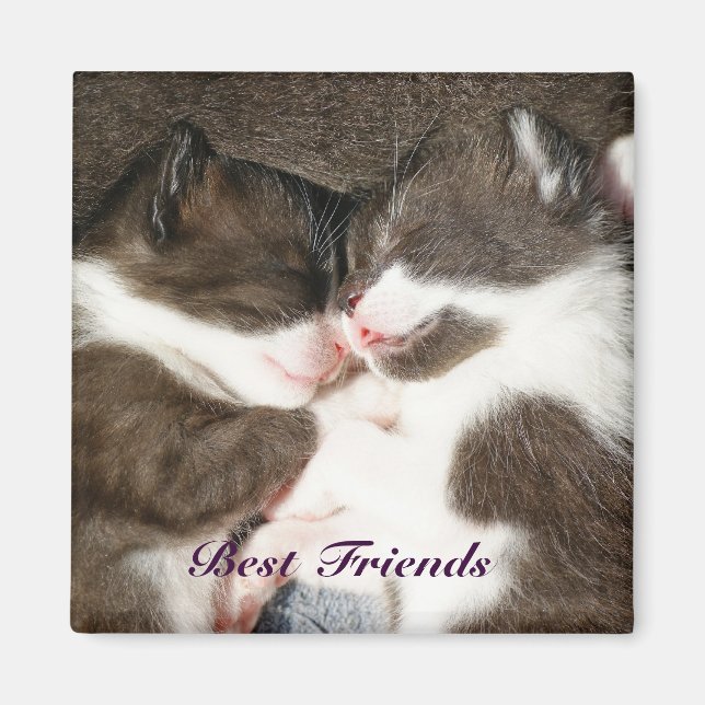 Cute kittens best friends customisable magnet (Front)