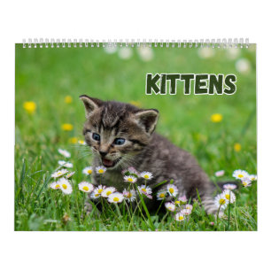 Cute Kittens Calendar