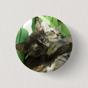 Cute kittens cuddling 3 cm round badge