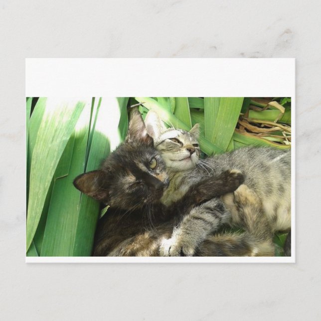 Cute kittens cuddling postcard (Front)
