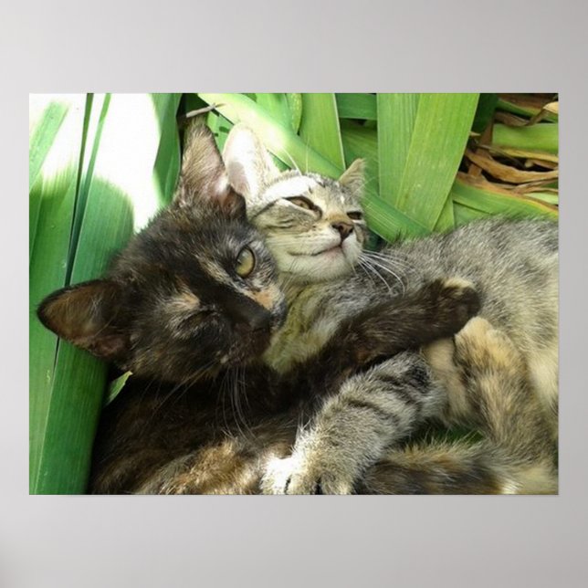 Cute kittens cuddling poster (Front)
